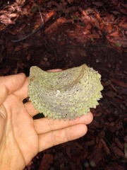 Aspidosperma
