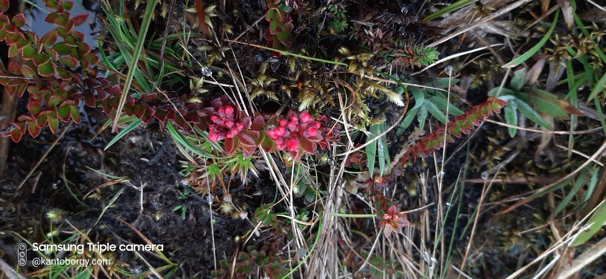 Vaccinium crenatum image