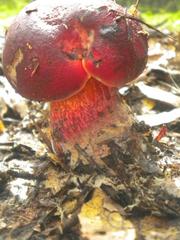 Rubroboletus