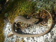 Elgaria paucicarinata