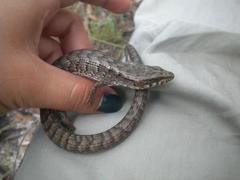 Elgaria paucicarinata