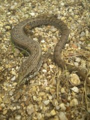 Elgaria paucicarinata