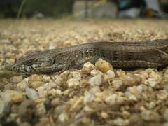 Elgaria paucicarinata