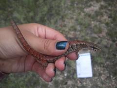 Elgaria paucicarinata