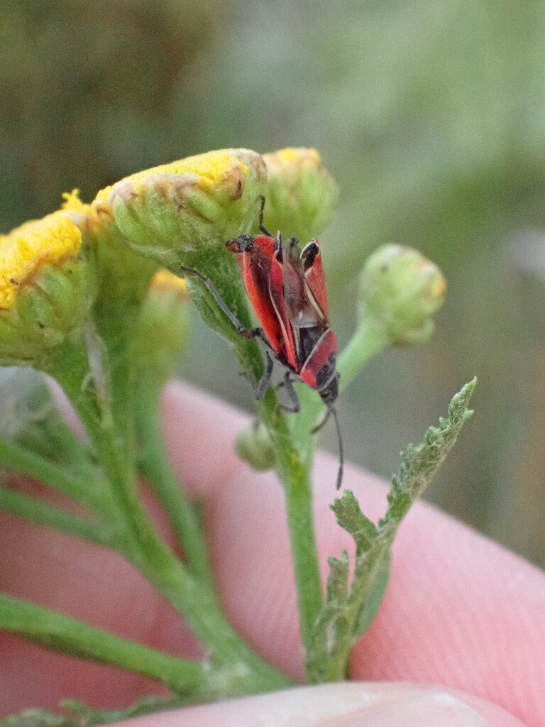 White-crossed Seed Bug from Southeast Redmond, Redmond, WA 98052, USA ...