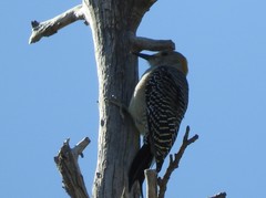 Melanerpes aurifrons