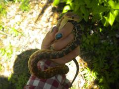 Pituophis vertebralis