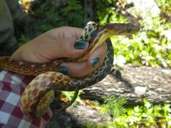 Pituophis vertebralis