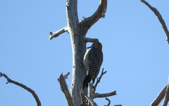 Melanerpes aurifrons