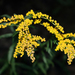 Licorice Goldenrod - Photo (c) Bill Barber, some rights reserved (CC BY-NC)