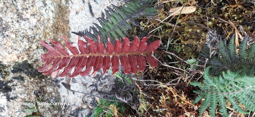 Blechnum image