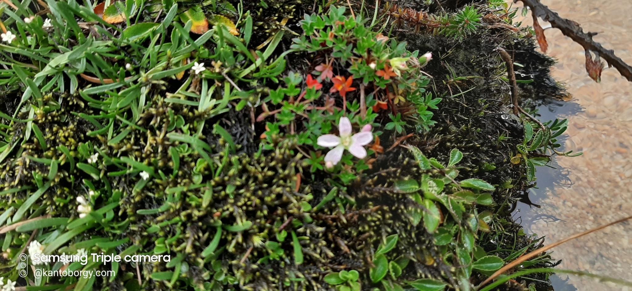 Geranium image