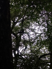 Cyanoramphus auriceps