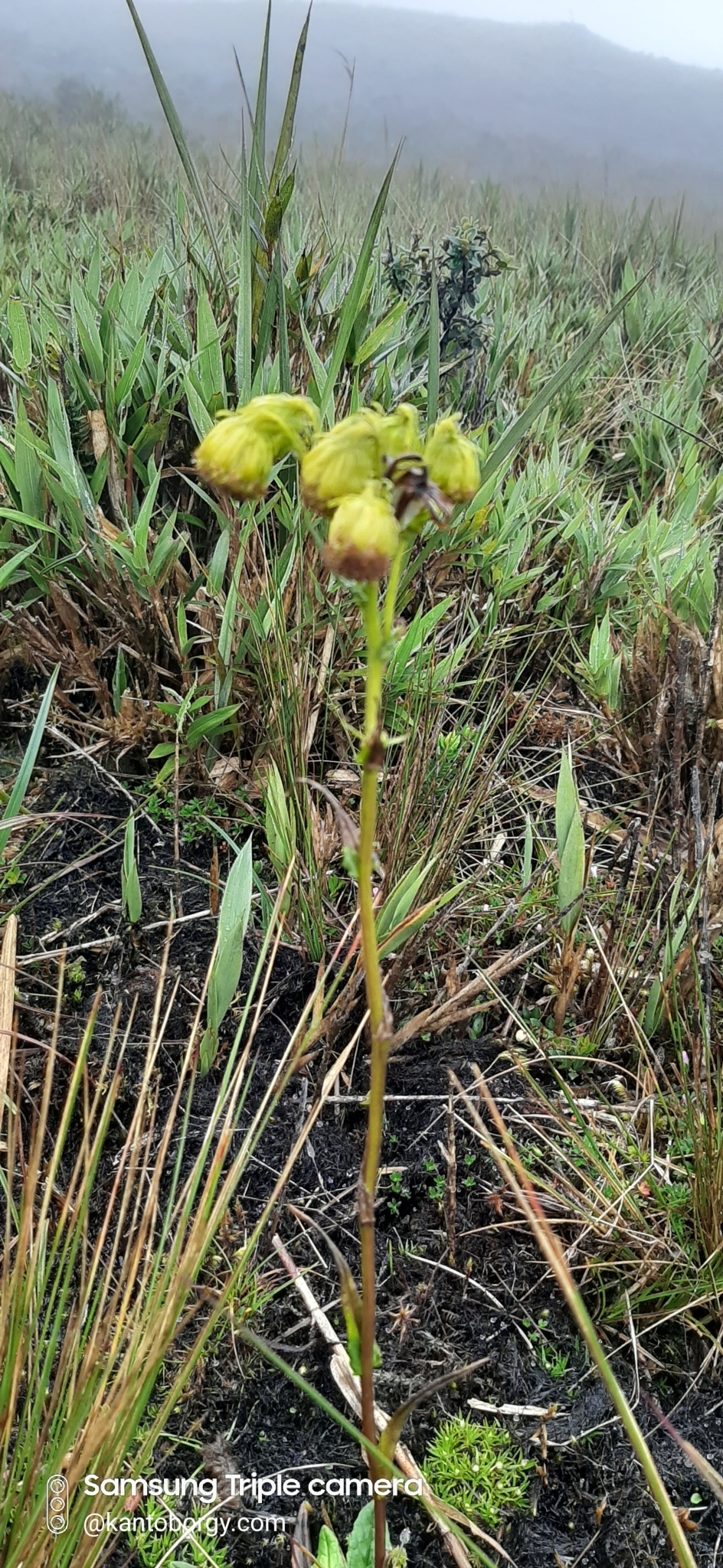 Senecio chionogeton image