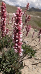 Bistorta affinis, photograph (c) Joan Simon, some rights reserved (CC BY)