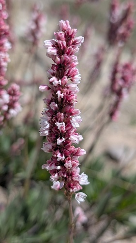 Bistorta affinis, photograph 5