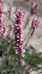 Bistorta affinis, photograph (c) Joan Simon, some rights reserved (CC BY)