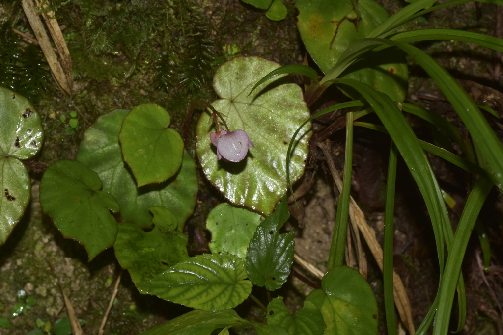 Begonia setifolia (Begonia setifolia)