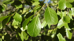 Cadellia pentastylis