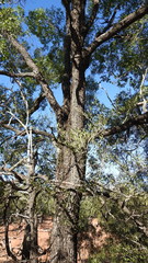 Cadellia pentastylis