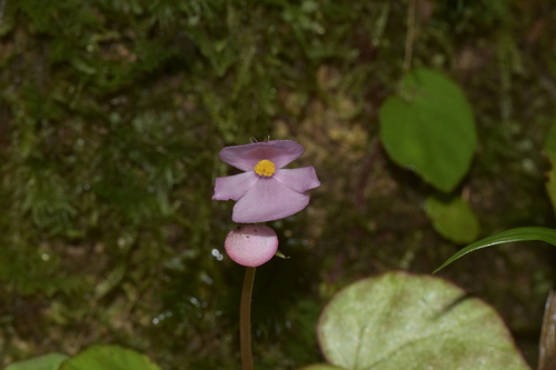 Begonia setifolia