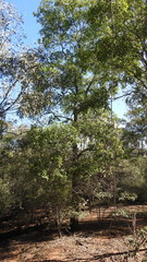 Cadellia pentastylis