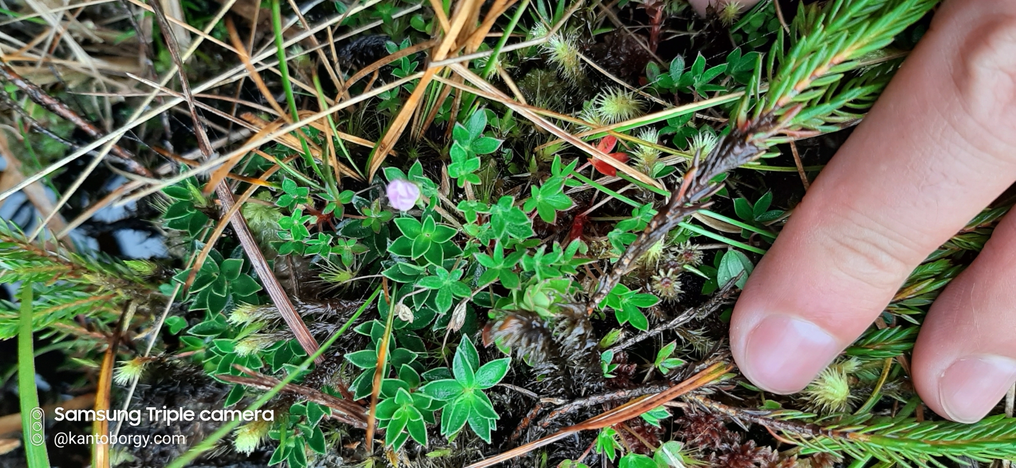 Geranium sibbaldioides image