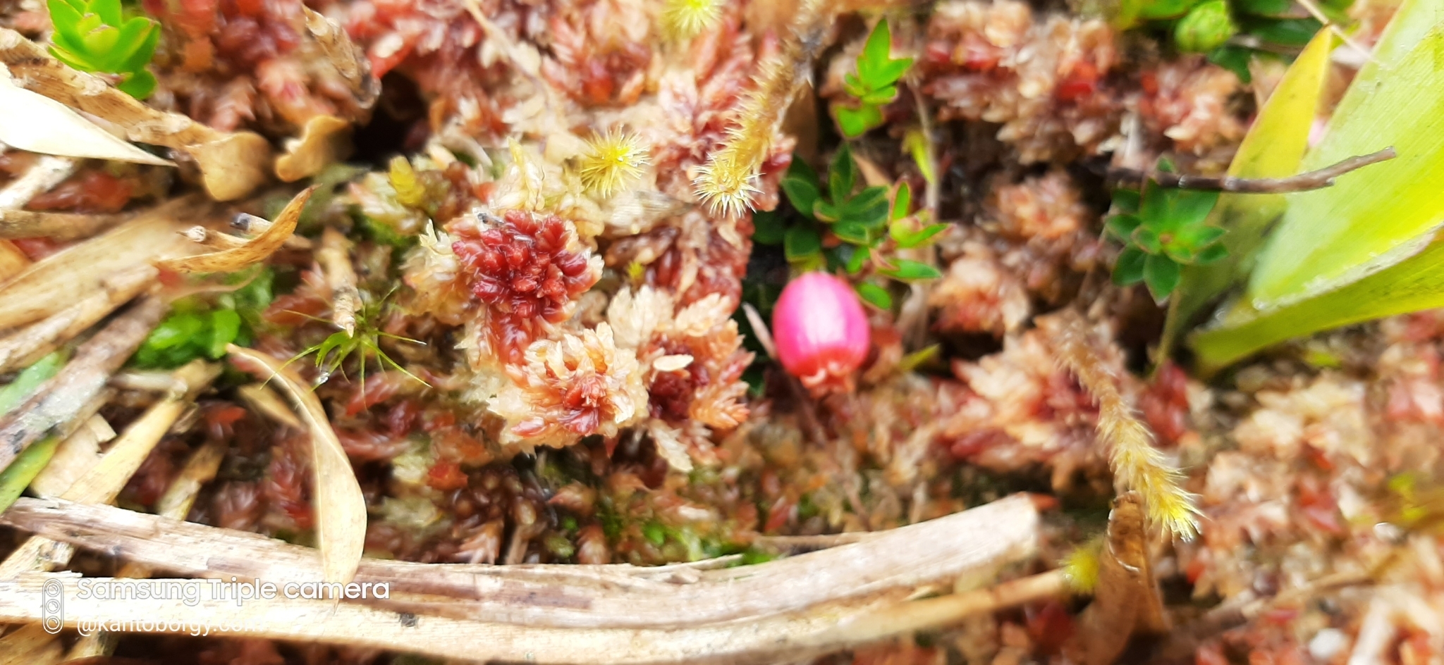 Disterigma empetrifolium image