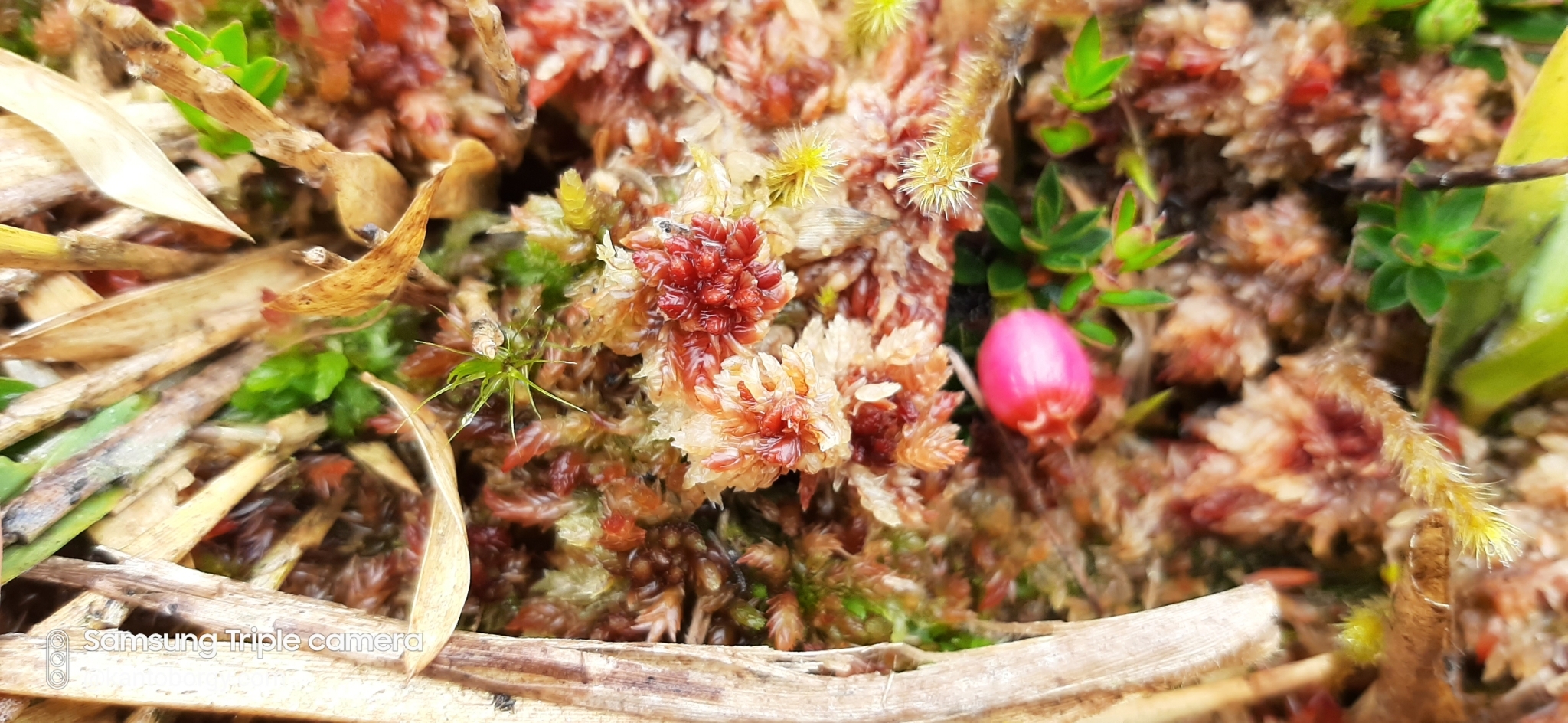 Disterigma image