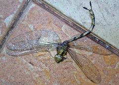 Gynacantha subinterrupta