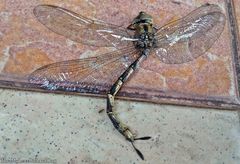Gynacantha subinterrupta