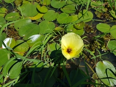 Hydrocleys nymphoides