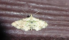 Chloroclystis sphragitis