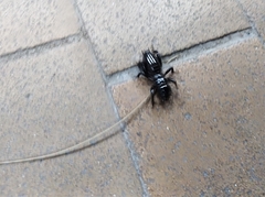 Stenopelmatus minor