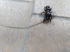 Stenopelmatus minor