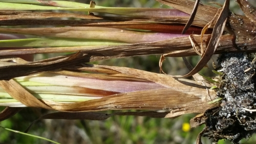 Image of Xyris floridana by (c) Jay Horn, some rights reserved (CC BY)
