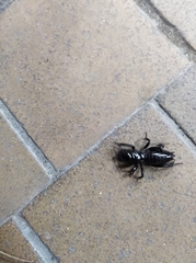 Stenopelmatus minor