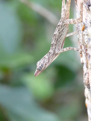 Anolis argenteolus
