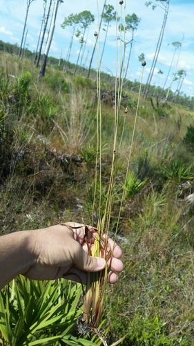 Image of Xyris floridana by (c) Jay Horn, some rights reserved (CC BY)