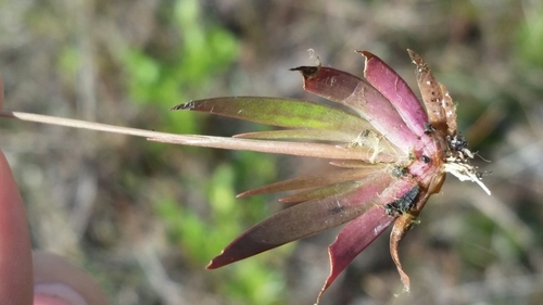 Image of Xyris flabelliformis by (c) Jay Horn, some rights reserved (CC BY)