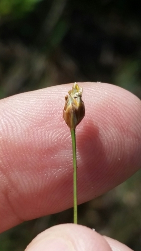 Image of Xyris flabelliformis by (c) Jay Horn, some rights reserved (CC BY)