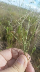 Diplachne fusca