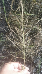 Diplachne fusca