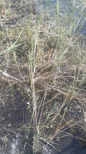 Diplachne fusca, photograph 2