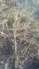 Diplachne fusca