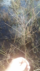 Diplachne fusca