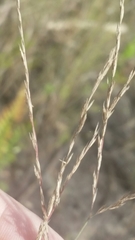 Diplachne fusca