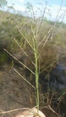 Diplachne fusca