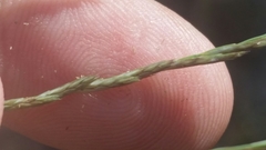 Diplachne fusca, photograph Jay Horn, CC BY, iNaturalist via GBIF