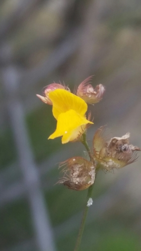 Image of Utricularia simulans by (c) Jay Horn, some rights reserved (CC BY)